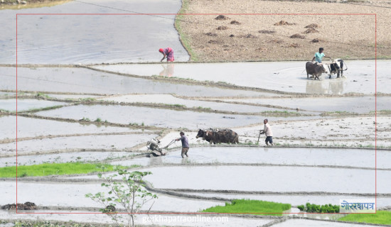 Locals of Nayagaun preparing for paddy plantation
