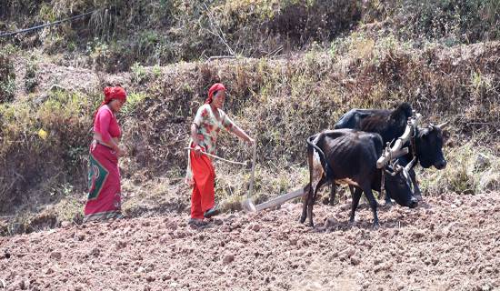 Dang women ploughing fields defying traditional barriers