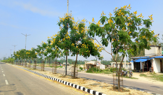 Flowers on medians of roads in Mahottari