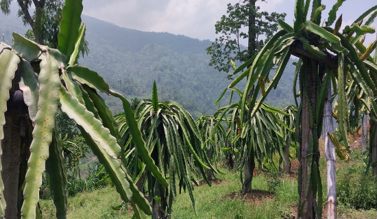 Commercial Dragon fruit farming in Ilam
