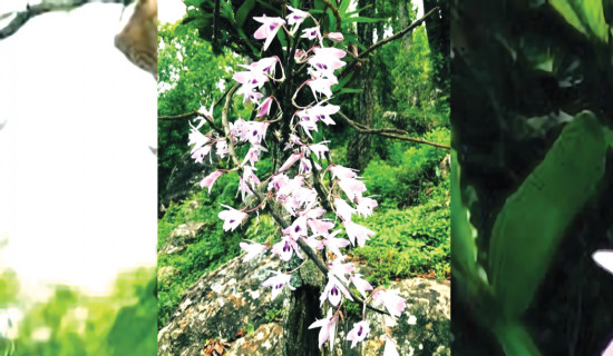 Letang's Rajarani: An Orchid Capital