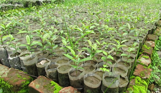 Collaborative forests nurture 350,000 saplings for plantation