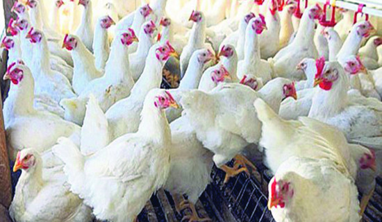Kapilvastu police destroys 1,800 chicks smuggled into Nepal from India
