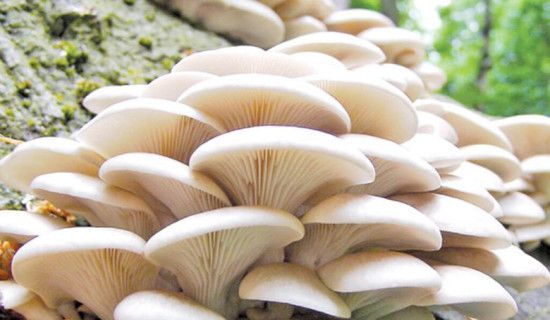 One dead, four taken ill due to wild mushroom consumption