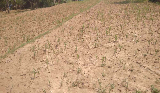 Farmers worry as paddy and maize dry up due to draught