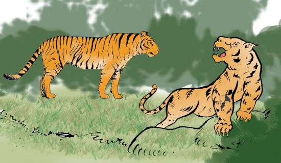 Three tigers, one leopard die in four months