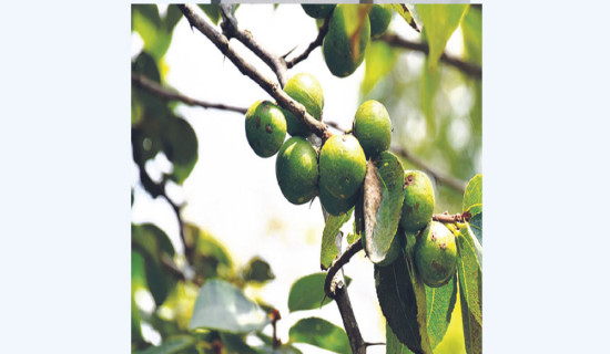 One bodhichitta tree yields Rs. 9 million