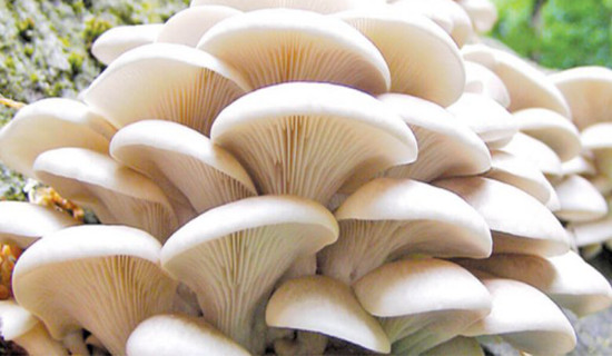 Three die, 16 fall sick after eating wild mushroom