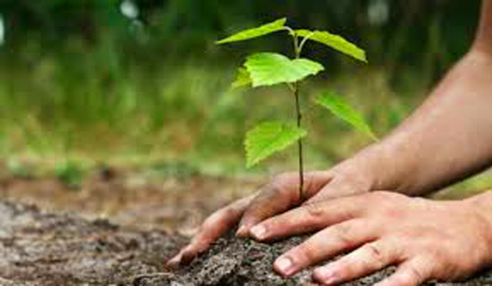 160,000 saplings to be distributed freely for soil erosion control