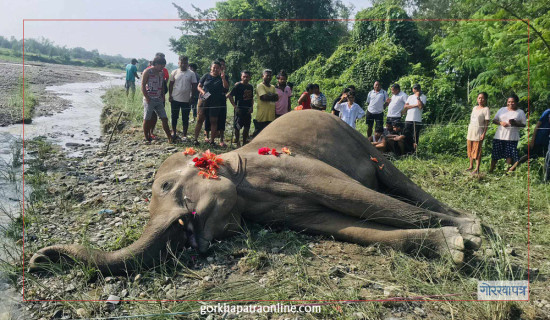 Elephant found dead in Jhapa