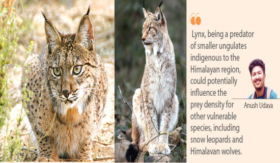 Eurasian Lynx Conservation Challenges