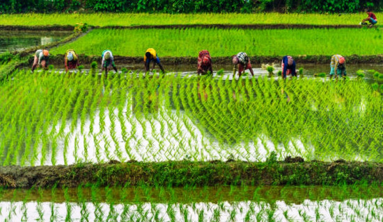 National Rice Day to be celebrated in Chitwan tomorrow, PM to attend programme