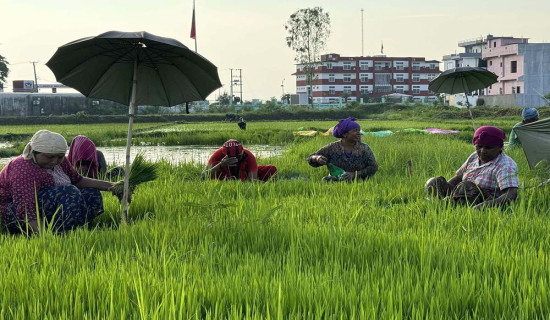 14 percent rice plantation in Koshi Province