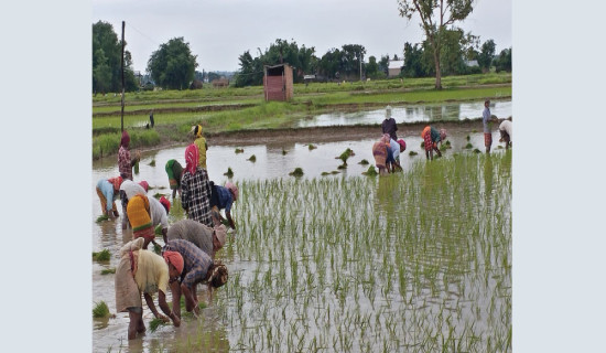 About 14% paddy plantation completed in Koshi Province