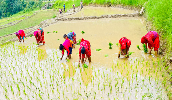 Farmers busy planting paddy in Gulmi