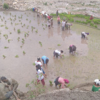 About 14% paddy plantation completed in Koshi Province