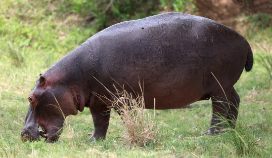 High-speed hippos can get airborne, says new study