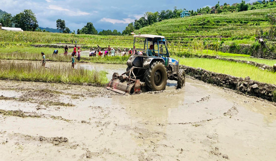 Tractor ploughing land for planting paddy in Baglung