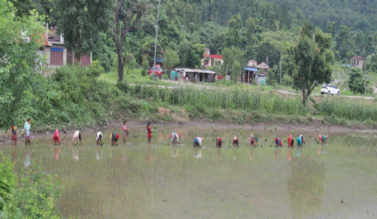 Paddy plantation completes in 40% of cultivable land