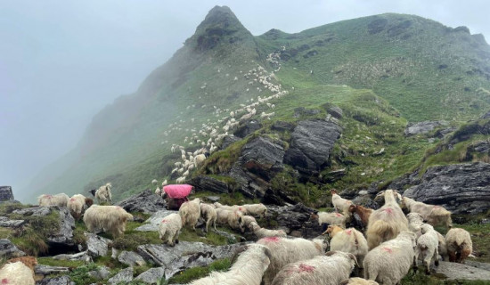 Flock of sheep climbing to Dhualagiri Base Camp for pastures