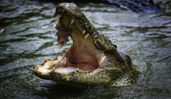 4-meter crocodile that killed Australian child shot dead