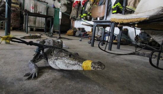 At least 200 crocodiles crawl into cities as heavy rains hit northern Mexico