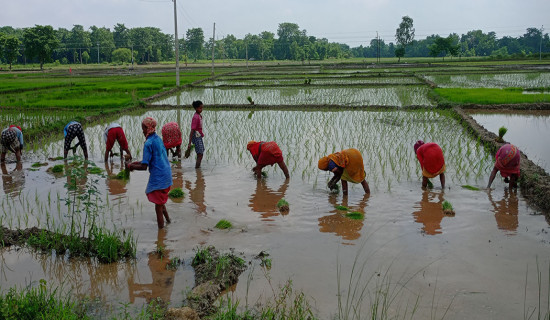 Farmers busy planting paddy in Sunsari