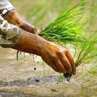 Farmers worried about reasonable price for paddy