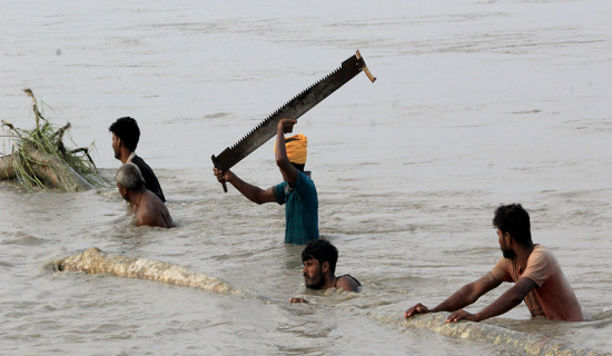 Collecting driftwood from flooded Narayani River