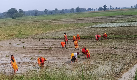 Sunsari sees 78% paddy plantation so far