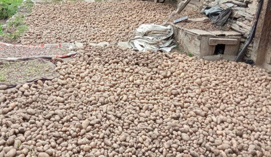 Newly produced Potato Price trebles