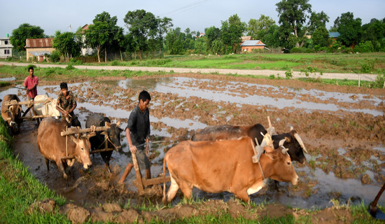 Ploughing fields with oxen for paddy plantation