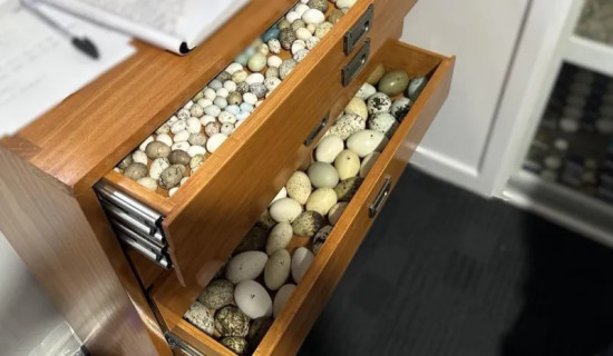 Thousands of rare bird eggs worth $500,000 seized in Australia