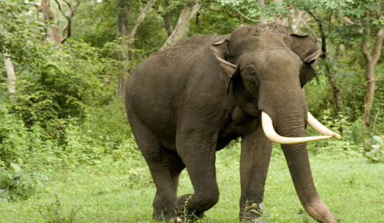 10 people killed in elephant attacks in Koshi in a year