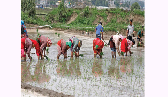 85 % paddy plantation completes nationwide