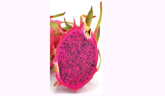 Gauli makes Rs. 1.6 million income selling dragon fruit in a year