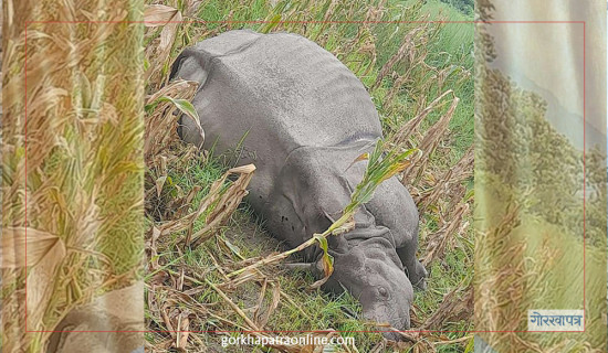 Rhino found dead in Chitwan National Park