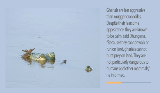 Rare gharials hatch babies in Kailali