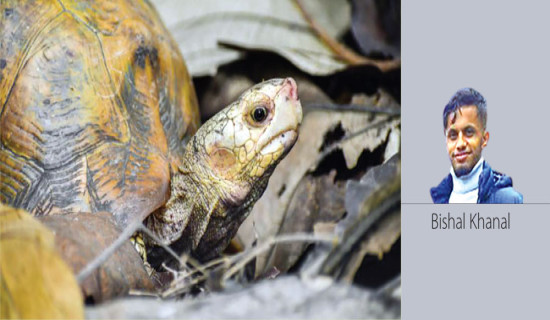 Elongated Tortoise Faces Extinction