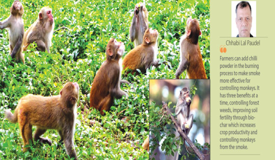Protecting Crops From Monkeys In Mid-hills 