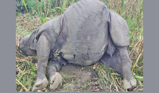 Postmortem found electric shock killed rhino in Chitwan
