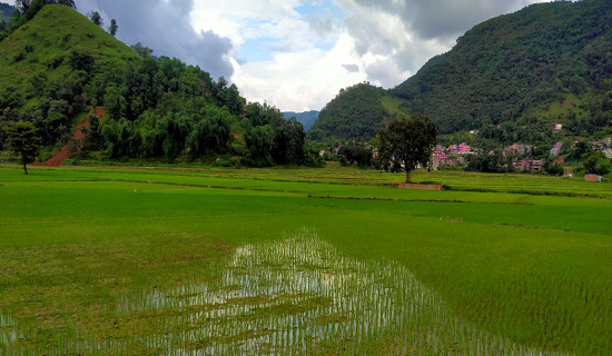 Green paddy field in Waling of Syangja