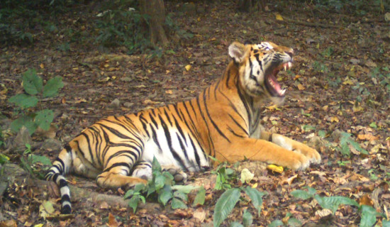 A ‘historic’ result: How tiger numbers tripled in Thailand forest complex