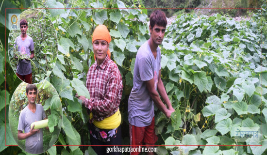 Sharma couple see future in vegetable farming