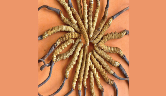 32.5 kg of Yarsagumba harvested