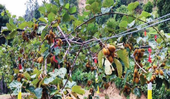 Doti farmers interested in growing kiwi