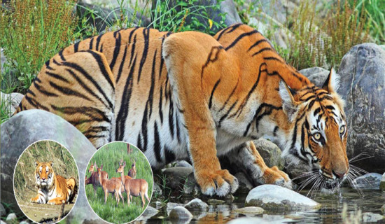 Bardiya National Park boasts of 125 Royal Bengal Tigers