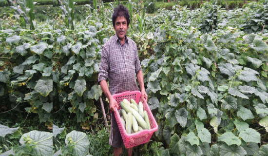 Cucumber sale fetches farmer over Rs. 100,000 in 2 months