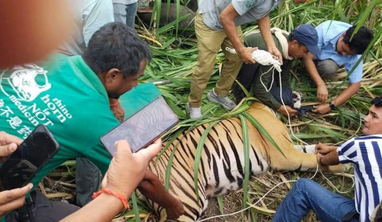 Man-eater tiger of Dodhara brought under control