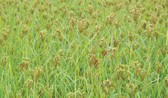 Millet cultivation decreases in Gulmi